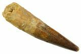 Fossil Spinosaurus Tooth - Real Dinosaur Tooth #380973-1